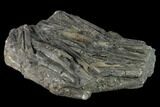 Plate Of Belemnite Fossils - England #131983-2